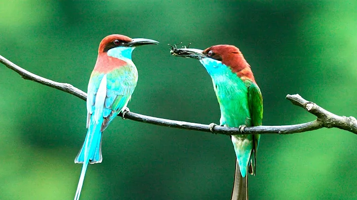 Southern Lingnan series: Blue-throated Bee-eater - DayDayNews