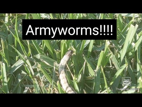 วีดีโอ: Armyworm Plant Damage - วิธีควบคุม Armyworms ในสวน