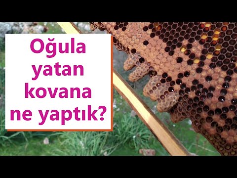 Oğula yatan arıyı bölmek