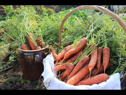 Video: Feinheiten Der Ernte Und Lagerung Von Karotten