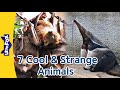 7 Cool & Strange Animals | Anteater, Manta Ray, Flying Fox, Black Widow Spider, Porcupine, and more!