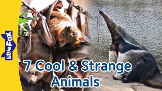 7 Cool & Strange Animals | Anteater, Manta Ray, Flying Fox, Black Widow Spider, Porcupine, and more!