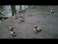 Ducks at Łazienki Park, Warsaw