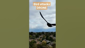 BIRD ATTACKS #DRONE DJI MINI 3 PRO.