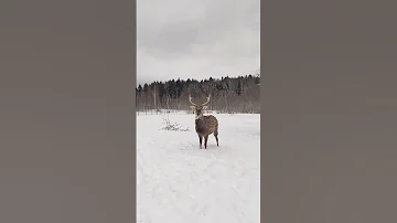 Как разговаривает пятнистый олень 😀 #funnyanimals #забавныеживотные #animalsounds #олень