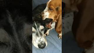 Basset hound dolores smacking with miss hund ear