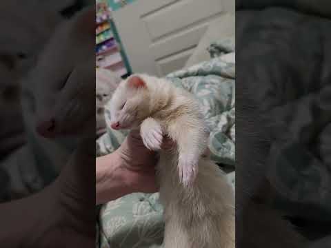 Video: Kā Pet Ferret