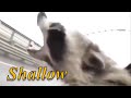 Raccoon sings to shallow by lady Gaga and Bradley cooper (he’s off the deep end) Whatsapp Status Video Download Free
