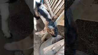bersama kambing2
