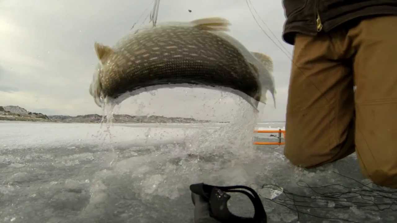 Ice Fishing Fort Peck Montana 2013 YouTube Ice Fishing Fort Peck Montana 2013 YouTube