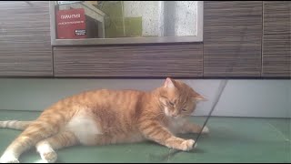 (Видео про кота) ПОД ХОРОШУЮ МУЗЫКУ!