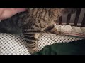 Digsby kneading . Big Dragon Li / Li Hua Mau の動画、YouTube動画。