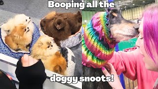 Booping all the doggy snoots! (dog vlog crufts 2023). by Cece Canino My Life With Dogs 30 views 10 months ago 9 minutes, 24 seconds