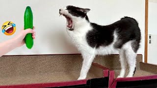 Funniest Cats and Dogs 2024 🐶 You Laugh You Lose 😍 Part 142