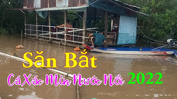 Săn Bắt Cá Xác Mùa Nước Nổi 2022 Giờ Cũng Hiếm /Ẩm Thực Ven Sông Quán / Kiềm Rapper