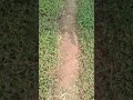 टमाटर की नर्सरी, टमाटर की खेती के लिए टमाटर की नर्सरी #shortvidio