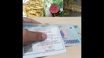 Rụng Tóc Hói Đầu | Tôi Chữa Được