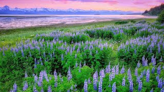 "Under the Midnight Sun" 4K Video [] Juneau, Alaska