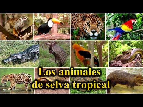 Aprende animales de selva tropical acompañados con las imágenes.