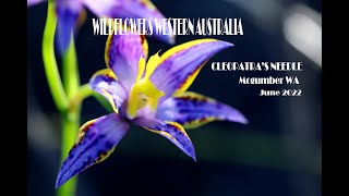 Where to find Cleopatra's Needle -Mogumber  WA Wildflowers western Australia June 22