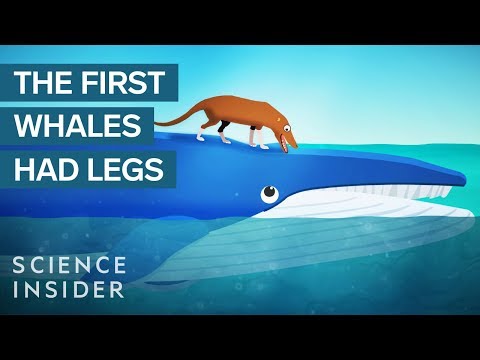 Video: Hoe lang leven walvissen?