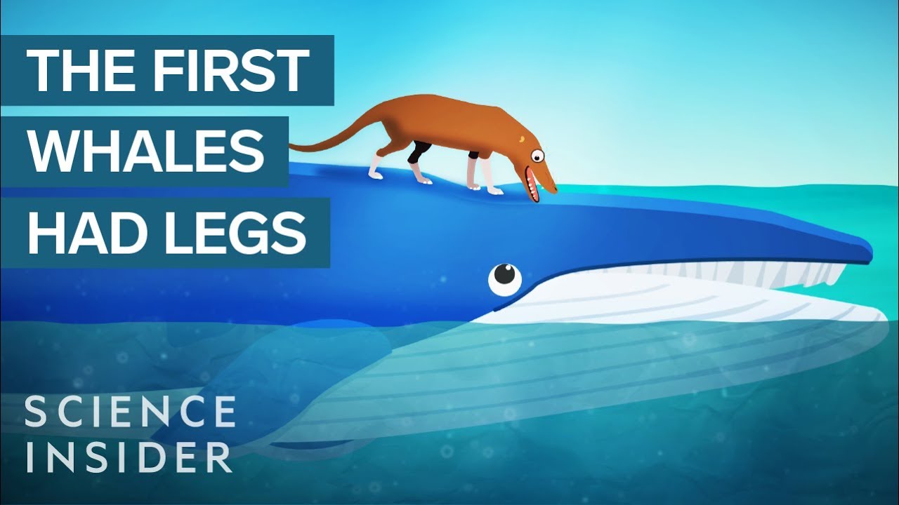 How Whales Became The Largest Animals Ever - YouTube