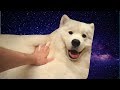 Shooting Stars, but it's played on a thicc doggo