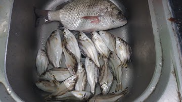 đi câu cá biển bạt bãi  gặp trúng ổ  cá căn cá ong lớn và cá Hanh (tráp) lớn