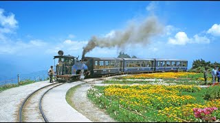 Toy Train passes through Batasia Loop in Darjeeling || Darjeeling Himalayan Railway, West Bengal