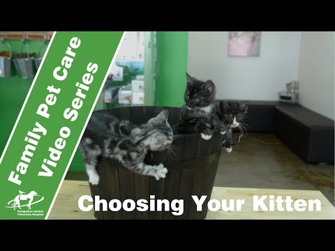 Video: Hoe een kitten te selecteren die bij u past