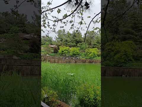 والقلب وما يهوى بدون موسيقى