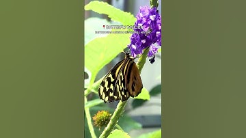 Washington DC Butterfly Pavilion