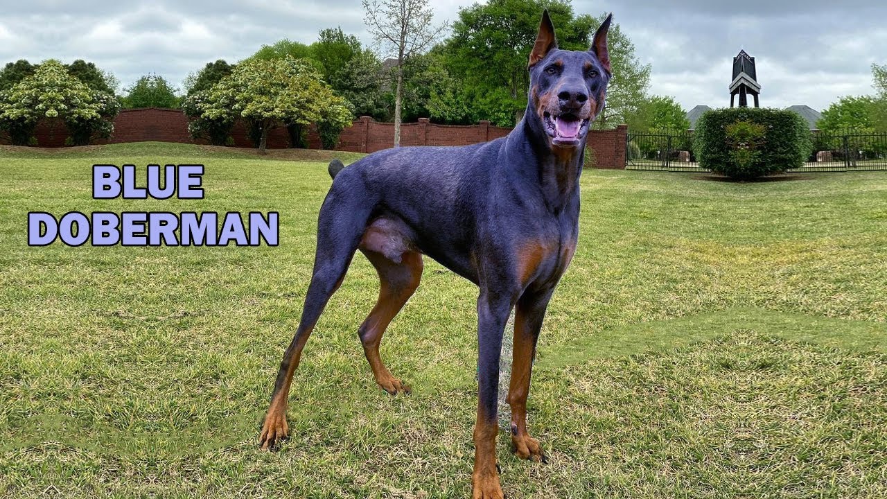 Blue Doberman Facts | 7 Things You Didnt Know About The Blue Doberman -  YouTube
