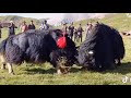 Amazing Yak Fight in Tibet