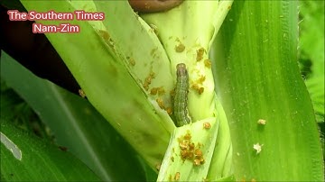Fall armyworm ravaging maize crops in Zim  (exclusive)