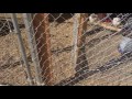 Proper Chicken Coop / Enclosure build for Southern Arizona / Sonora Desert Proper Chicken Coop / Enclosure build for Southern Arizona / Sonora Desert