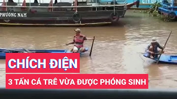 Ba tấn cá trê vừa được phóng sinh xuống sông Tiền lại bị chích điện