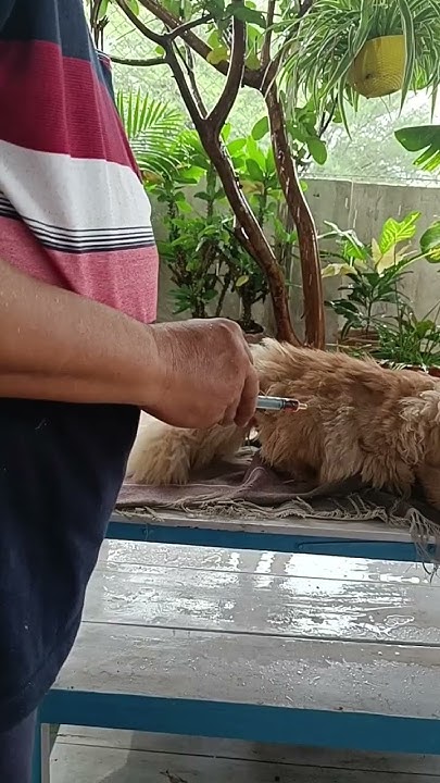 how-to-give-cat-medicine-orally-cat-ko-medicine-kaise-pilaye-veterinary