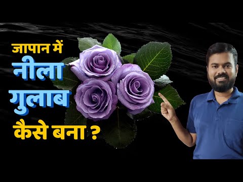 वीडियो: नीला गुलाब कैसे बनाये