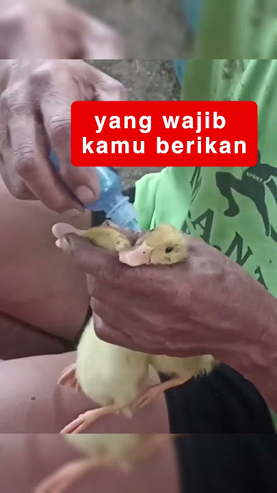 Vaksin Untuk Bibit Bebek Bertumbuh