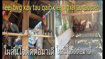 Muaj qaib cuab muag, มีไก่ต่อขายเดี 2022-023