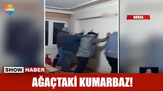 Ağaçtaki kumarbaz! Resimi