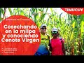 Video de Timucuy