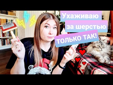 Видео: Надоела кошачья шерсть дома? Жизнь с мейн-кунами