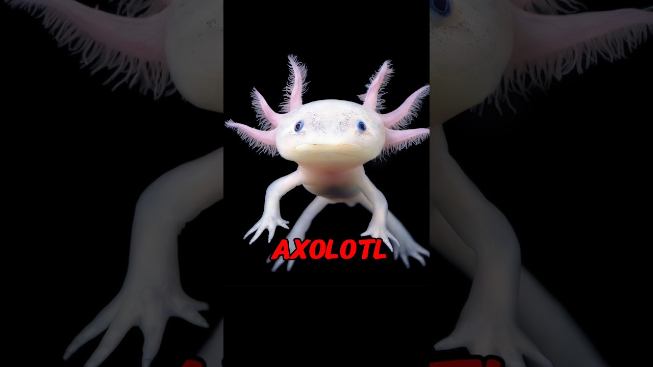 Real Animals That Look Like Pokemon 😳