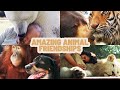 Unbelievable animal friendships  animal odd couples