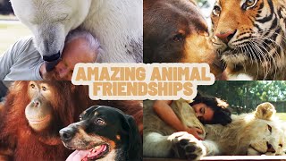 Unbelievable Animal Friendships | Animal Odd Couples