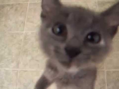 Kitten sounds like a squeaking door