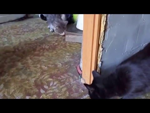 Видео про кошек рыболовов Видео про кошек рыболовов