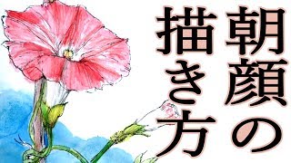 【デッサン描き方～手描き実速＆詳しい口頭解説】「朝顔（一輪）」花は〇〇が決まればOK!